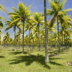 eco lifestyle blocks for sale