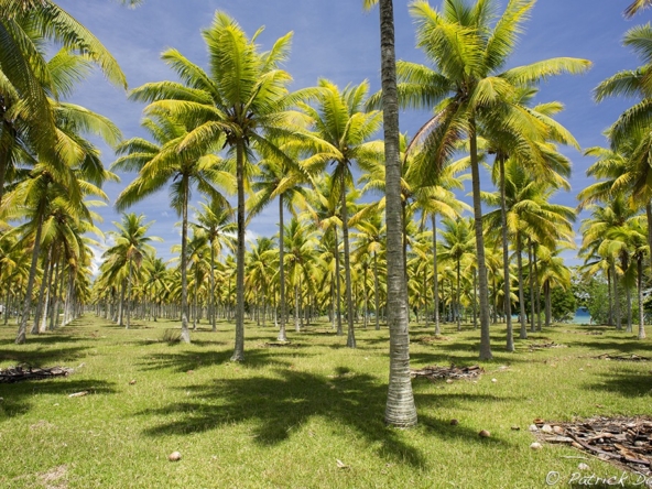 eco lifestyle blocks for sale
