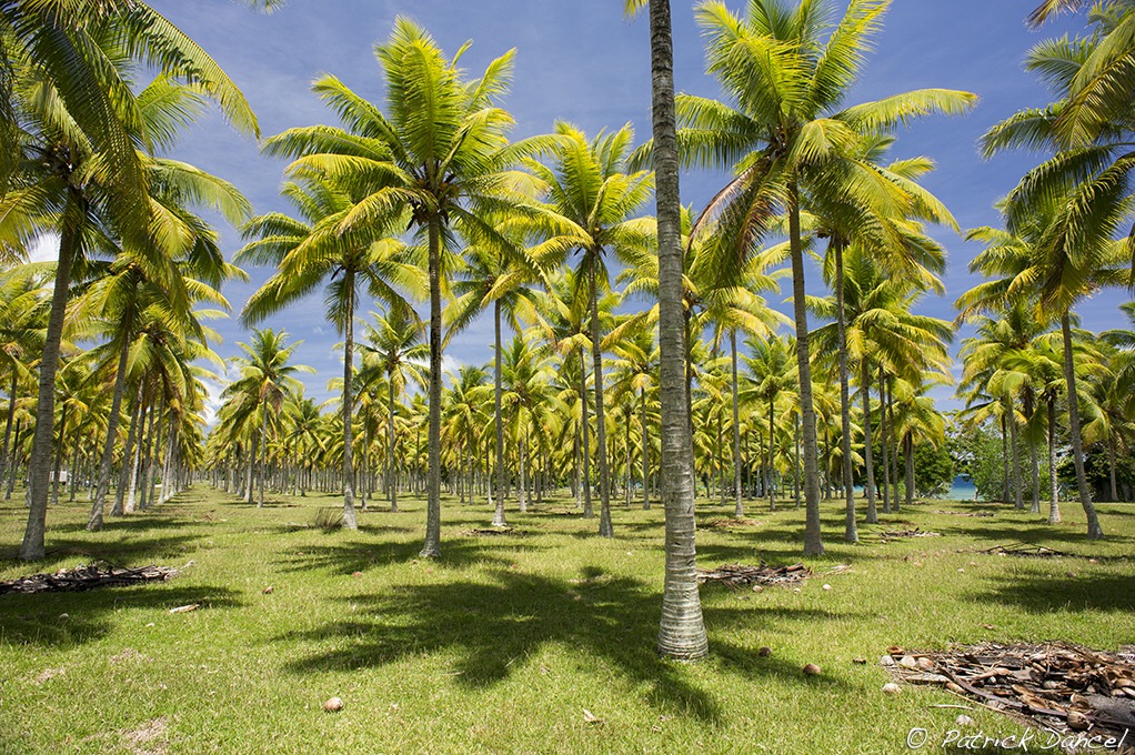 Can Foreigners Buy Property in Vanuatu Northern Vanuatu Real Estate